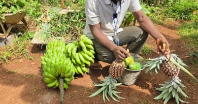 Mayotte : un an après le cyclone Chido, les récoltes de fruits et légumes chutent de 20%