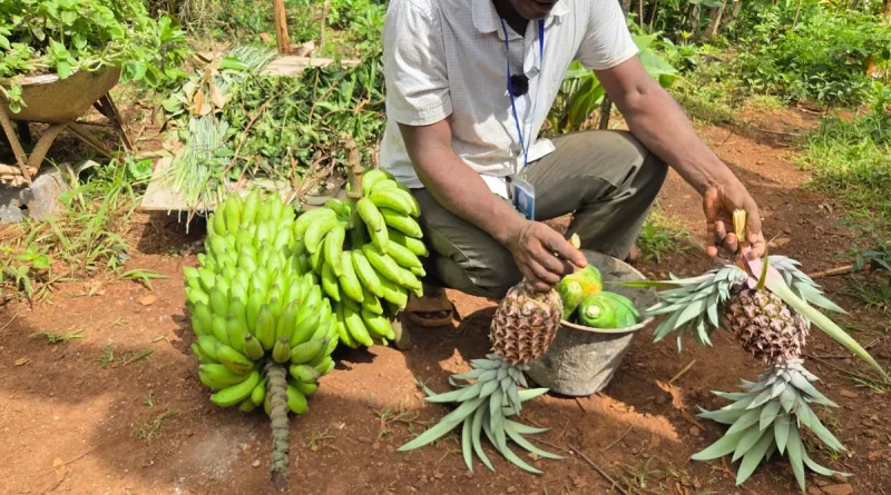 Mayotte : un an après le cyclone Chido, les récoltes de fruits et légumes chutent de 20%