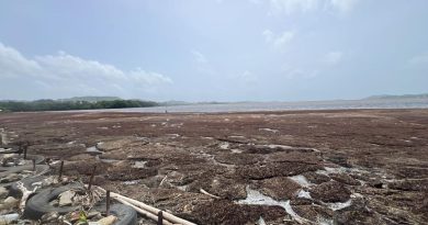 2025, une année record d’échouements de sargasses en Martinique, selon Météo-France