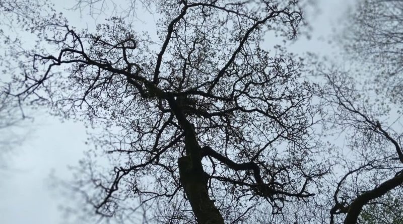 Météo de samedi : prévisions de pluie et températures douces - RTBF Actus