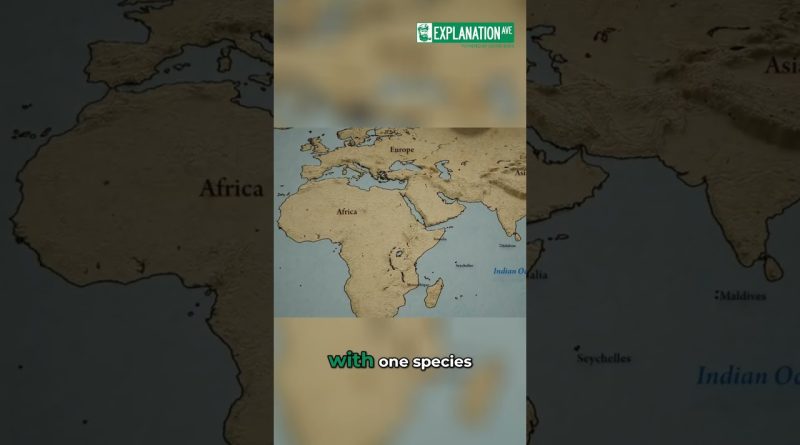 Migration des libellules : un voyage incroyable de 11 000 miles !