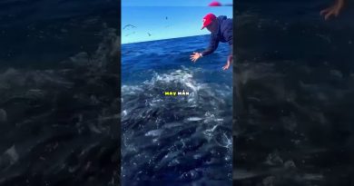 Ne capturez pas les poissons sautant vers vous ! 😲