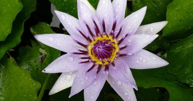 Martinique, Fort-de-France, beach, volcano, palm, rainforest, Creole, boat, island