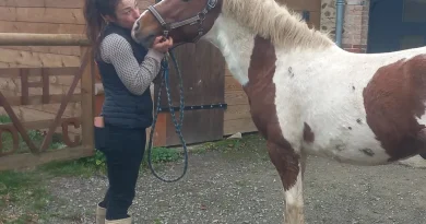 Sa passion pour les poneys Pottok l’amène à créer un gîte dans l’Orne 