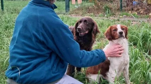« J’ai vu beaucoup de cas différents » : il est bénévole enquêteur contre la maltraitance