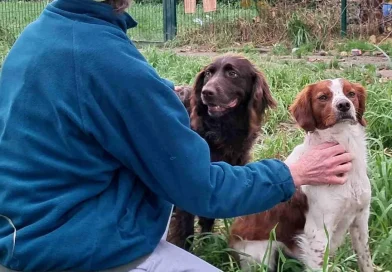 « J’ai vu beaucoup de cas différents » : il est bénévole enquêteur contre la maltraitance