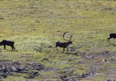 Pas de chasse au caribou pour la nation crie