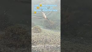 Pêche paisible du Torsk dans les eaux cristallines de Vega 🇳🇴🐟