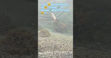 Pêche paisible du Torsk dans les eaux cristallines de Vega 🇳🇴🐟