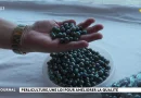 Perliculture : une loi pour améliorer la qualité et la filière se prépare