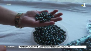 Perliculture : une loi pour améliorer la qualité et la filière se prépare