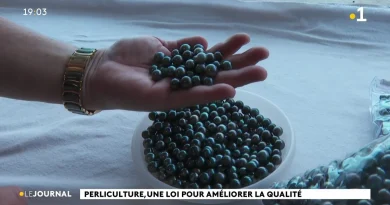 Perliculture : une loi pour améliorer la qualité et la filière se prépare