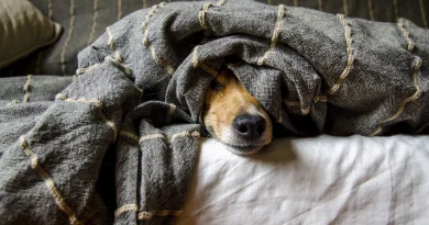 Pétards, feux d’artifice et animaux : comment les protéger à quelques heures du réveillon