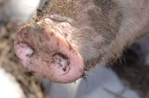 Petit-Bourg : un abattage clandestin de porc stoppé en plein préparatifs, la viande saisie