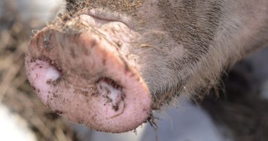 Petit-Bourg : un abattage clandestin de porc stoppé en plein préparatifs, la viande saisie
