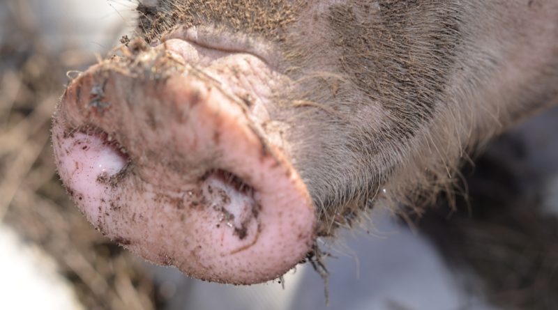Petit-Bourg : un abattage clandestin de porc stoppé en plein préparatifs, la viande saisie
