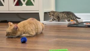 Petits Danseurs : L'eau essentielle du Flamenco