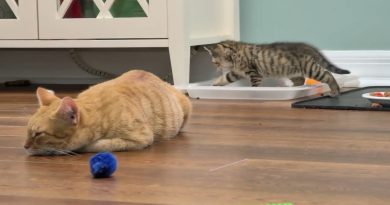 Petits Danseurs : L'eau essentielle du Flamenco