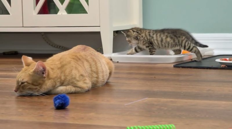 Petits Danseurs : L'eau essentielle du Flamenco