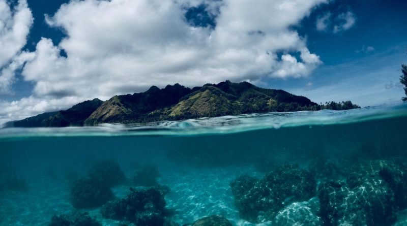 Près de la moitié des récifs coralliens ont disparu depuis 1980 dans les Caraïbes