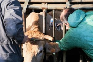 Pyrénées-Atlantiques : des renforts pour vacciner les bovins, la course contre la montre se poursuit