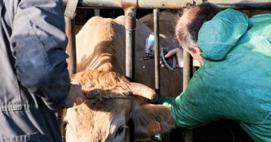 Pyrénées-Atlantiques : des renforts pour vacciner les bovins, la course contre la montre se poursuit