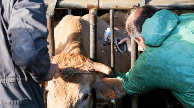 Pyrénées-Atlantiques : des renforts pour vacciner les bovins, la course contre la montre se poursuit