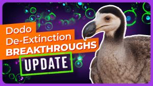 RÉVOLUTION : Le Dodo, un retour de l'extinction