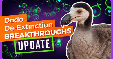 RÉVOLUTION : Le Dodo, un retour de l'extinction