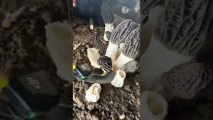 Récolte des morilles : Vie rurale et agriculture durable