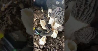 Récolte des morilles : Vie rurale et agriculture durable
