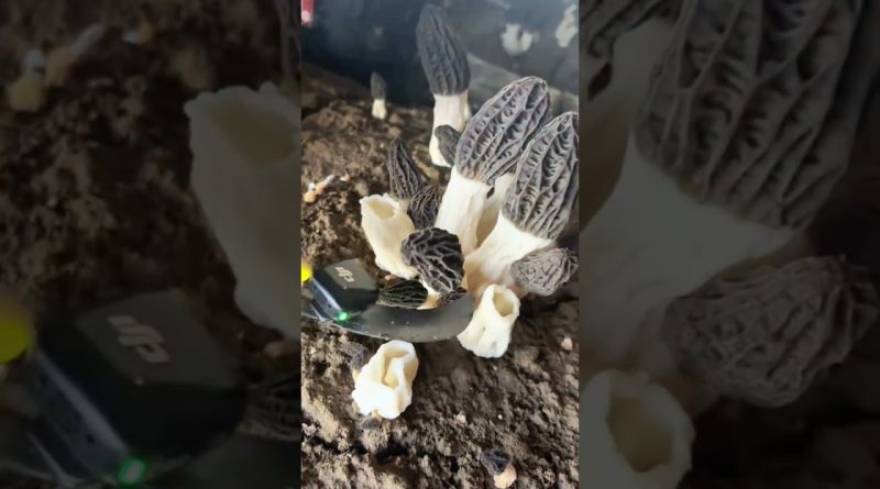 Récolte des morilles : Vie rurale et agriculture durable