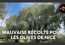 Récolte d'olives à Nice : une saison désastreuse