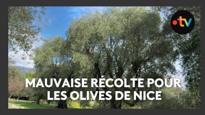 Récolte d'olives à Nice : une saison désastreuse