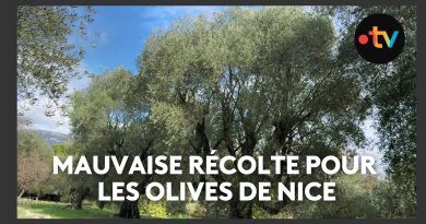 Récolte d'olives à Nice : une saison désastreuse