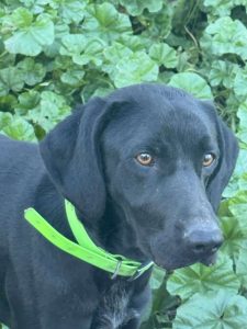 Refuge de Caldaniccia