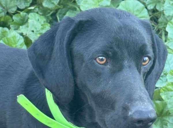 Refuge de Caldaniccia