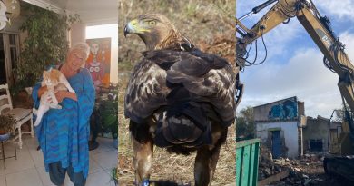 Rémi le chat au tribunal en janvier, l’arrêt du parc éolien demandé de nouveau, la cabanisation en hausse : l’essentiel de l’actu en région