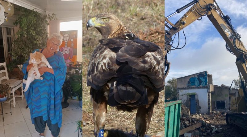 Rémi le chat au tribunal en janvier, l’arrêt du parc éolien demandé de nouveau, la cabanisation en hausse : l’essentiel de l’actu en région