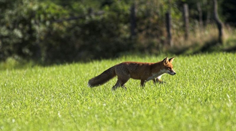 Renard roux infecté par la grippe aviaire hautement pathogène dans le Gard : risques pour l'homme ?