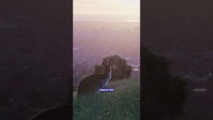 Restez connecté à l'Open d'Australie avec PrimaSIM 🎾🌍