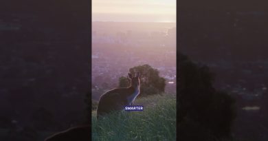 Restez connecté à l'Open d'Australie avec PrimaSIM 🎾🌍