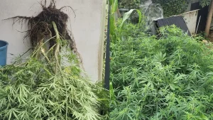 Salazie : les gendarmes intensifient leurs contrôles contre l’alcool et le zamal