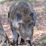 illustration agrandir l