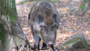 illustration agrandir l