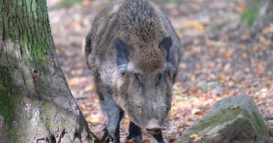 illustration agrandir l