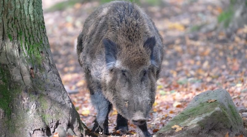 illustration agrandir l