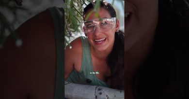 Sève d'Euphorbe : Plante résistante étudiée pour le carburant