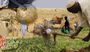 Soudan : les violations des droits des paysan·nes portent atteinte au droit international - Via Campesina