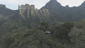 Sur les hauts plateaux de Tahiti, des passionnés essaient de sauver des espèces rares en danger